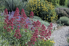 Des images de diff�rentes plantes